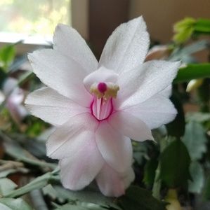 Meet your Posher, Taysa